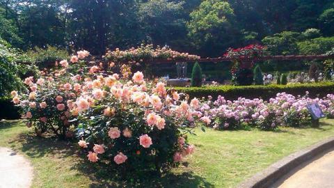 里見公園のバラ1