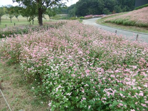 見事なそばの花です。ただしニオイはかがないように。くさいです。