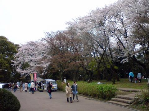 10kmペース走と弘法寺の桜見物