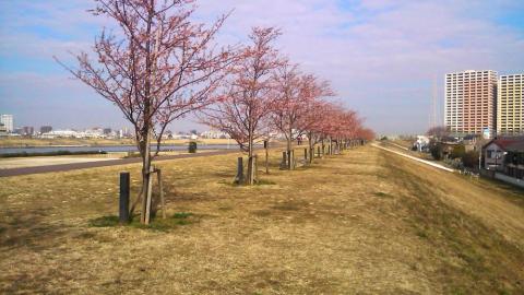 河津桜を楽しみにBUハーフ走