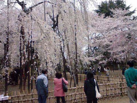 10kmペース走と弘法寺の桜見物