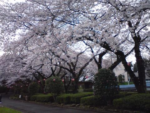 里見公園の桜　その1