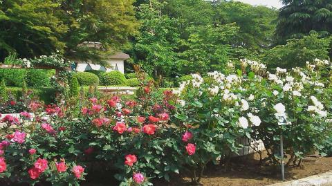 里見公園のバラ見頃です。