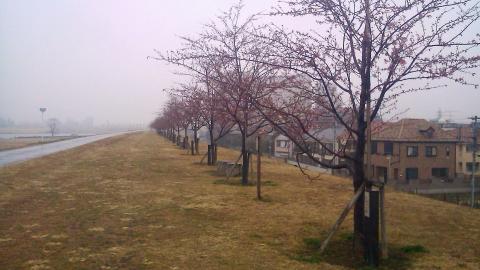 河津桜が咲き始めています。