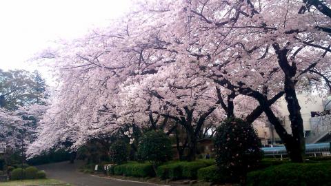 大きな桜の木