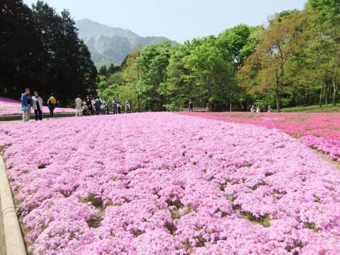 芝桜（写真満載）