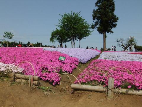 芝桜（写真満載）