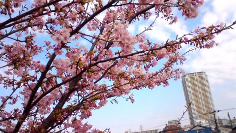 河津桜とタワーズウェスト(ビル)