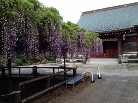 ご近所のお寺まで藤を見に行く