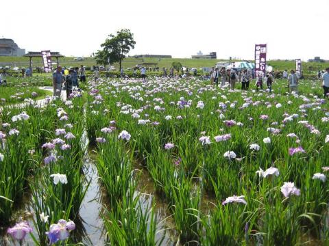 小岩菖蒲園