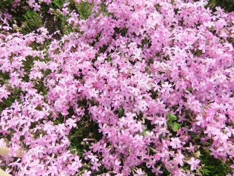 芝桜（写真満載）