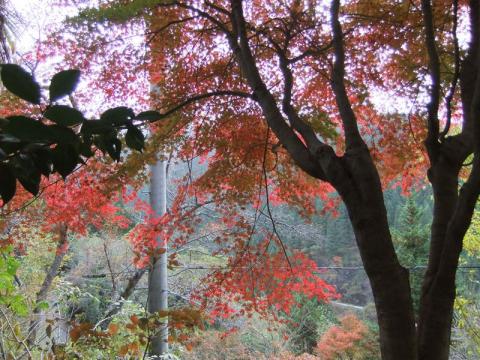 ムツさんが植えた紅葉もだいぶ色づいていました。