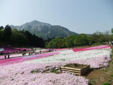 芝桜（写真満載）