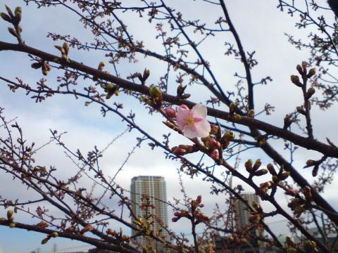 河津桜も咲き始めた。遠くに見えるのは、市川駅前に立つ、タワーズウェスト＆イースト。