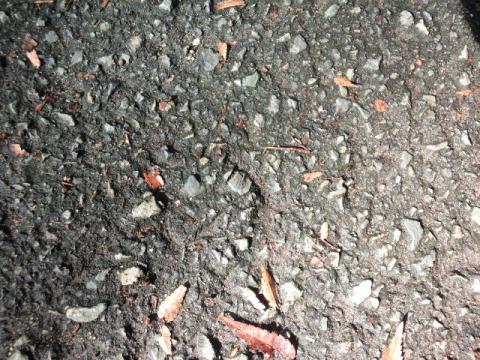 公園内の路面は痛そう