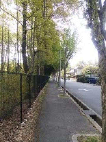 阪大敷地脇、緑のトンネル