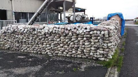 地御前は、牡蠣の養殖が盛ん。これは牡蠣の養殖にかかせないもの。なんだろうか？