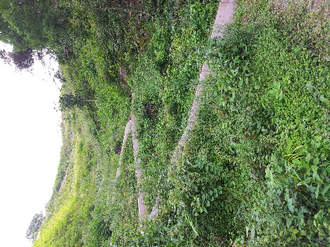 七曲り。月山富田城の山中御殿から山頂への軍用道。急勾配で、息切れしてしまう。