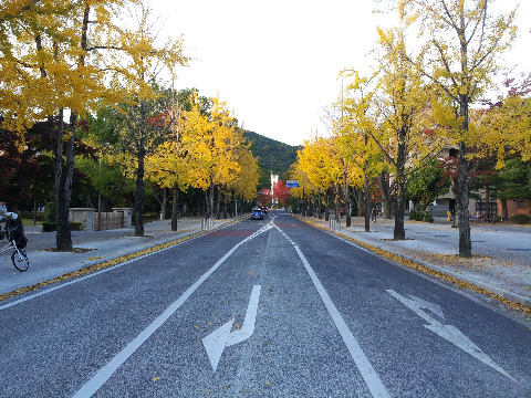 母校内の銀杏並木のある南北通り。銀杏は、落ち葉となり、見頃の紅葉は残念ながらピークを過ぎてしまっていた。