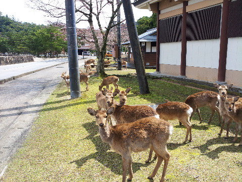 野生の鹿が、応援してくれるのどかなコース。