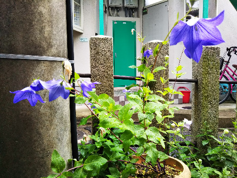 明智光秀首塚に明智の桔梗の花