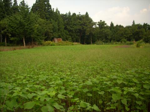 リスとの遭遇 道なき道