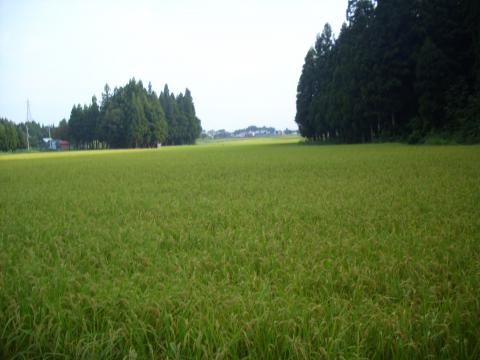 リスとの遭遇 道なき道