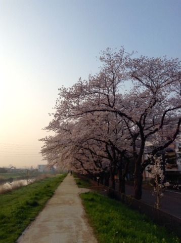 180328_（桜満開）綾瀬川　朝　16km