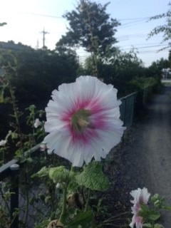 180714_福祉村　朝　12km