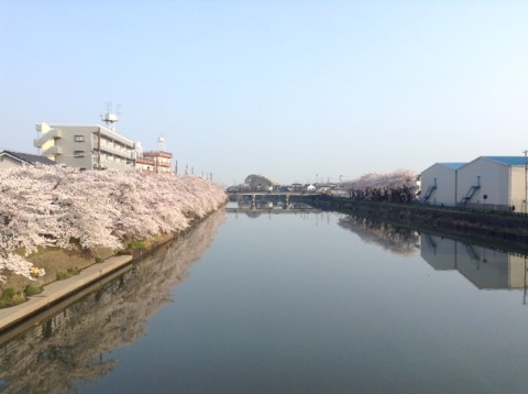 180328_（桜満開）綾瀬川　朝　16km
