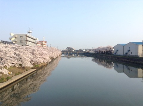 180328_（桜満開）綾瀬川　朝　16km