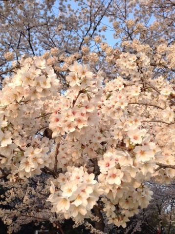 180328_（桜満開）綾瀬川　朝　16km