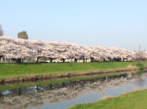 180328_（桜満開）綾瀬川　朝　16km