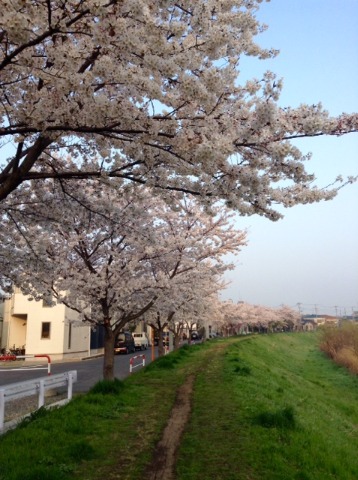 180328_（桜満開）綾瀬川　朝　16km