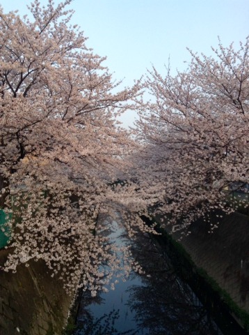 180328_（桜満開）綾瀬川　朝　16km