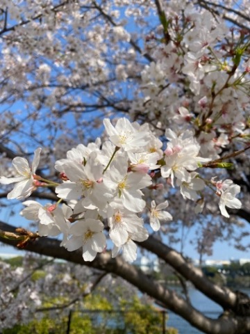 10日ぶりになっちゃった