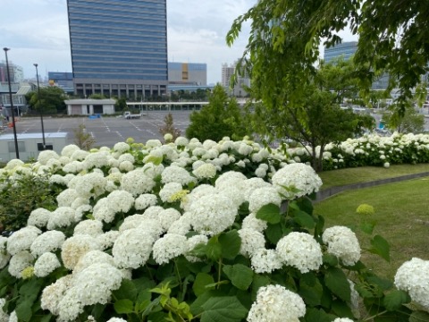 久しぶりのお台場