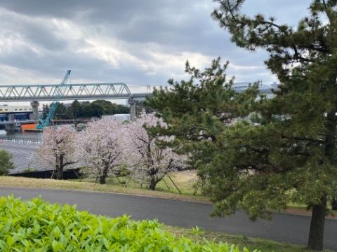 昨日に引き続きお花見ラン