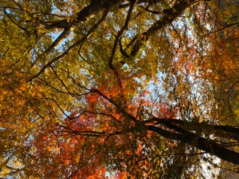 紅葉始まってる