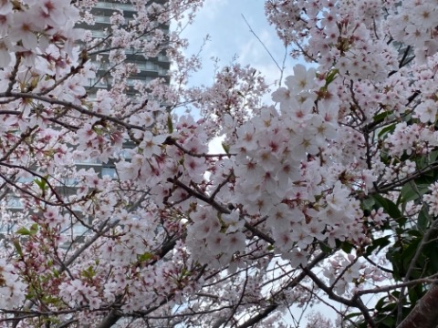 昨日に引き続きお花見ラン