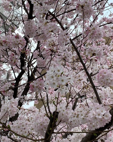 ゆるゆるお花見ラン