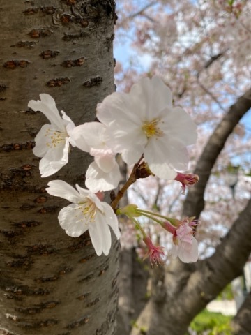 昨日に引き続きお花見ラン