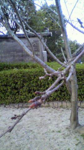少し膨らんでいます、この木の下での夜桜は、今年は無理なのでしょうか？
