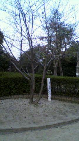 会長　連続2000日走　記念植樹の桜です、枯れかかっていたのを、樹木医梶○ランナーが治療をしてくださり、会長同様元気になっています。