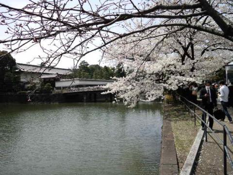 平川橋と桜~♪