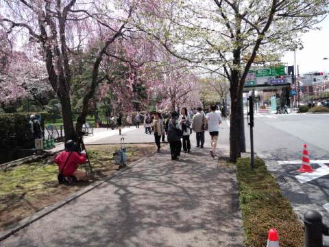 この辺りが坂の頂上
桜が綺麗!