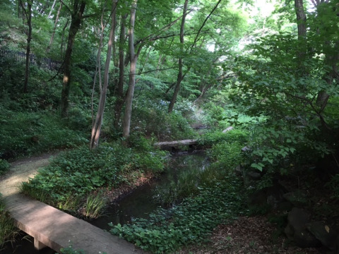 茅ヶ崎公園内の自然生態園の近く