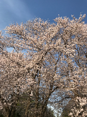 お花見ラン28キロ