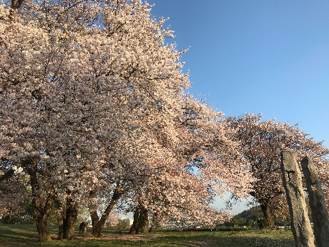 お花見ジョグ