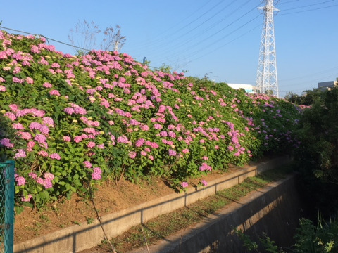 大熊川アジサイ緑道